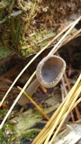 Helvella macropus image