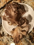 Grifola frondosa image