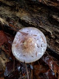 Cortinarius iodes image