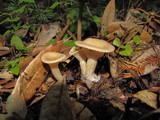 Clitocybe gibba image