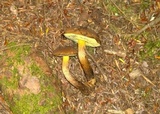 Boletellus chrysenteroides image
