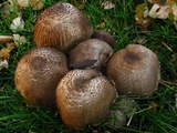 Coprinopsis romagnesiana image