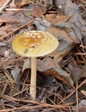 Amanita dulciarii image