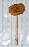 Amanita dulciarii image