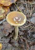 Amanita dulciarii image