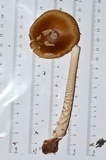 Amanita dulciarii image