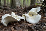 Albatrellus ovinus image