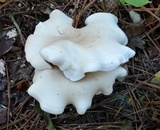 Clitocybe subconnexa image