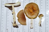 Amanita flavorubens image
