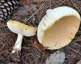 Amanita persicina image