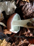 Gymnopus luxurians image