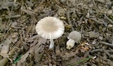 Amanita farinosa image