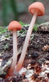Marasmius cohaerens image