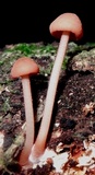 Marasmius cohaerens image
