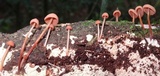 Marasmius cohaerens image