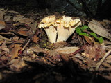 Cantharellus subalbidus image