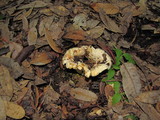 Cantharellus subalbidus image