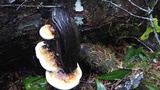 Fomitopsis mounceae image