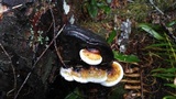 Fomitopsis mounceae image