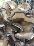 Grifola frondosa image