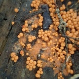 Hormomyces aurantiacus image