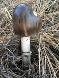 Amanita pachycolea image