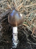 Amanita pachycolea image