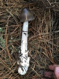 Amanita pachycolea image