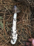 Amanita pachycolea image