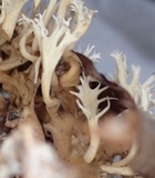 Clavulina coralloides image