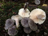 Lactarius mammosus image