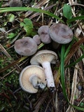 Lactarius mammosus image