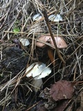Chroogomphus vinicolor image