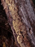 Pirex concentricus image
