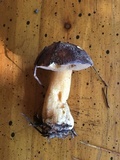 Suillus fuscotomentosus image