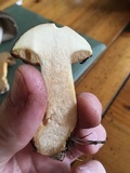 Suillus fuscotomentosus image