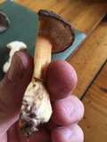 Suillus fuscotomentosus image
