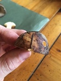 Suillus fuscotomentosus image