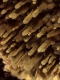 Pirex concentricus image
