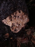 Mycoacia nothofagi image