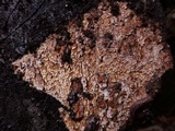 Mycoacia nothofagi image
