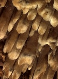 Mycoacia nothofagi image