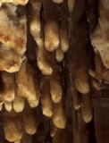 Mycoacia nothofagi image