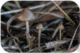 Psilocybe semilanceata image