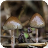 Psilocybe semilanceata image