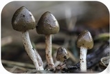 Psilocybe semilanceata image