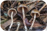 Psilocybe semilanceata image