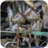 Psilocybe semilanceata image
