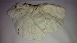 Trametes suaveolens image
