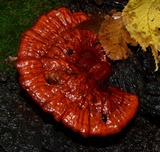 Ganoderma sessile image